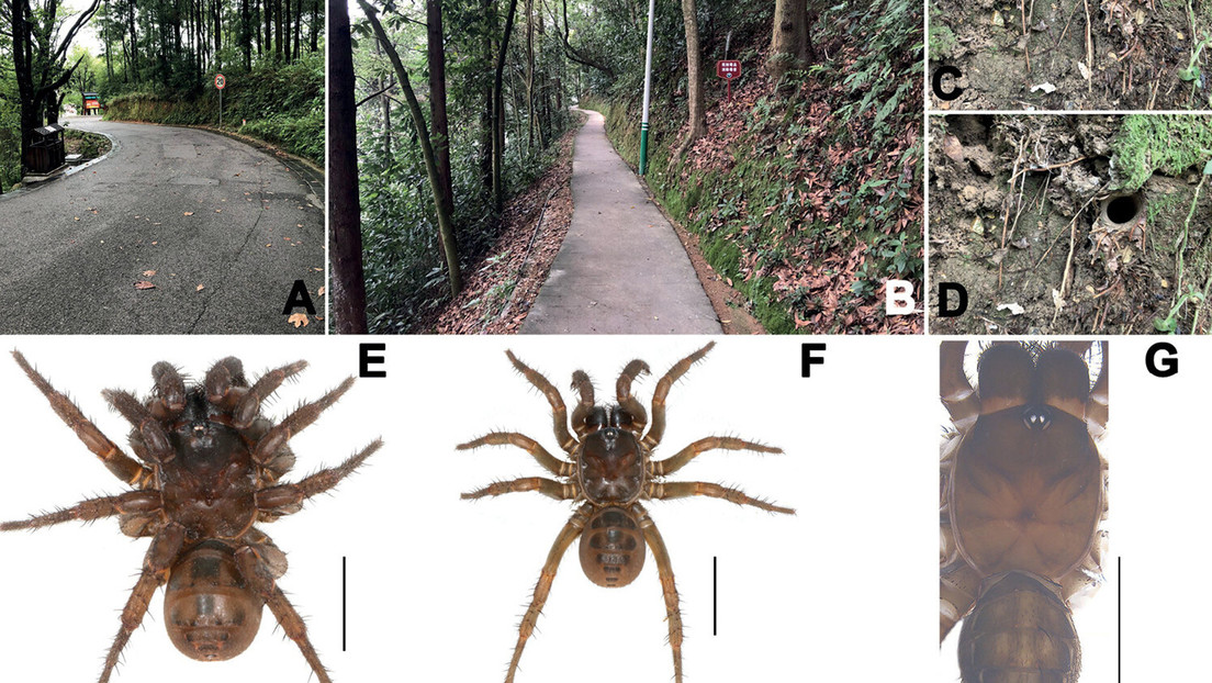 Descubren tres nuevas especies de arañas primitivas en China