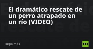 El dramático rescate de un perro atrapado en un río (VIDEO)