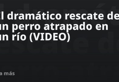 El dramático rescate de un perro atrapado en un río (VIDEO)