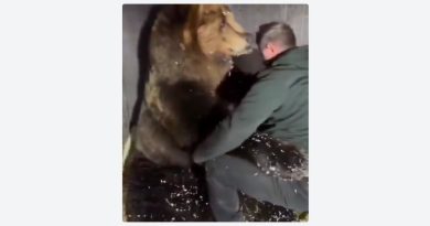 VIDEO: Oso cree que veterinario lo abraza al medirlo y su reacción enamora