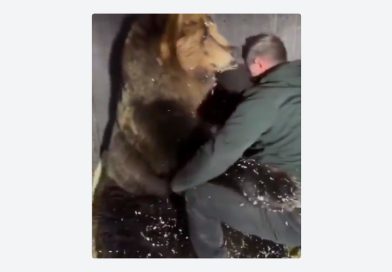 VIDEO: Oso cree que veterinario lo abraza al medirlo y su reacción enamora