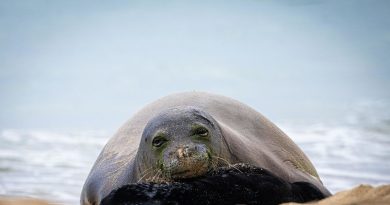 Apedrea a una foca en peligro de extinción y recibe su merecido (VIDEO)