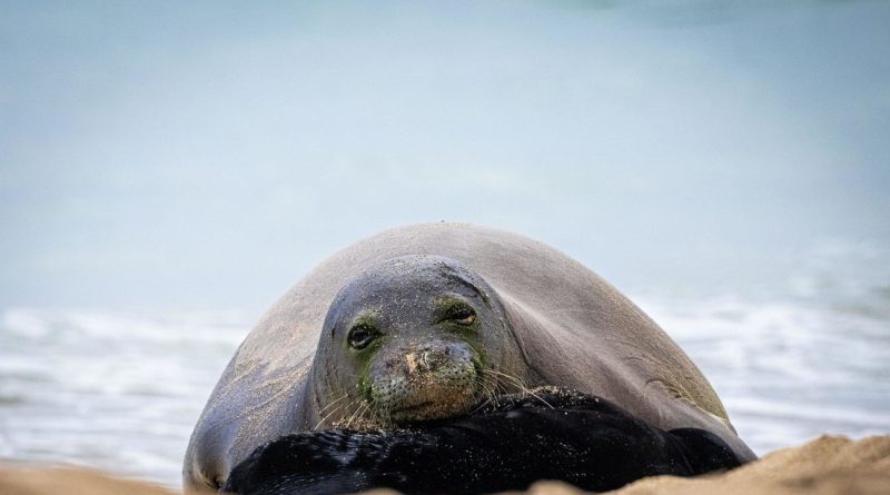 Apedrea a una foca en peligro de extinción y recibe su merecido (VIDEO)
