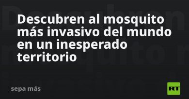 Descubren al mosquito más invasivo del mundo en un inesperado territorio