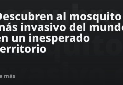 Descubren al mosquito más invasivo del mundo en un inesperado territorio