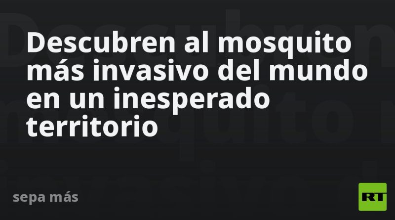 Descubren al mosquito más invasivo del mundo en un inesperado territorio