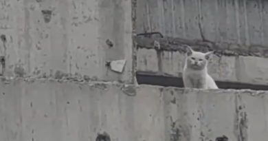 Gato abandonado en un puente es rescatado heroicamente (VIDEO)