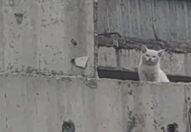 Gato abandonado en un puente es rescatado heroicamente (VIDEO)