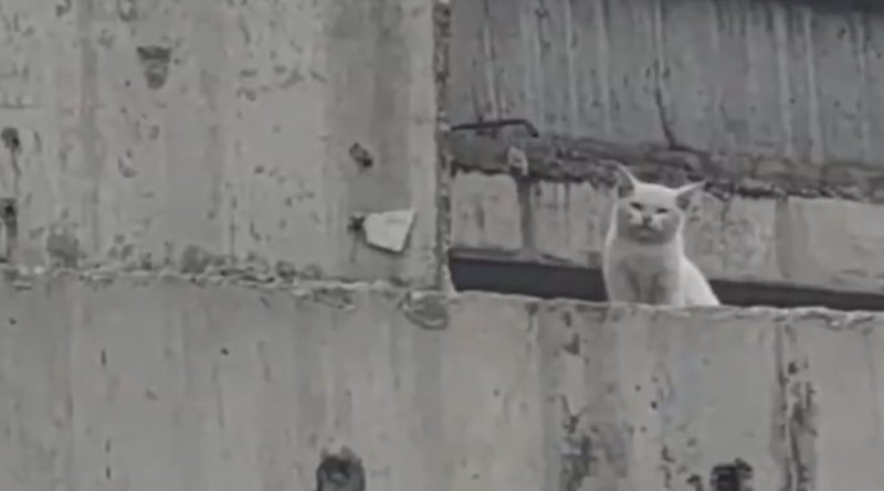 Gato abandonado en un puente es rescatado heroicamente (VIDEO)