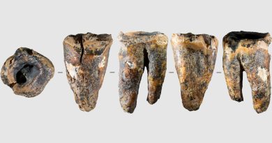 Neandertales contra el caries: encuentran la evidencia más antigua conocida de un tratamiento dental invasivo