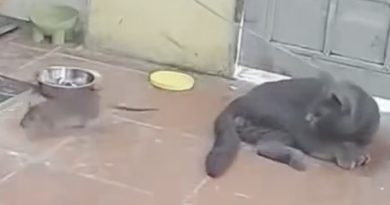 Reemplaza a su perro por un gato y consigue lo que busca (VIDEO)