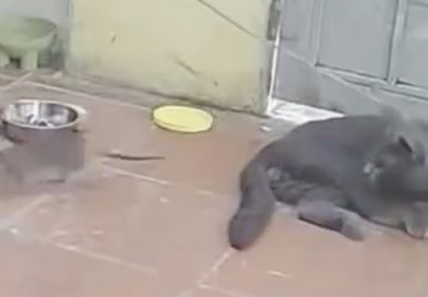 Reemplaza a su perro por un gato y consigue lo que busca (VIDEO)