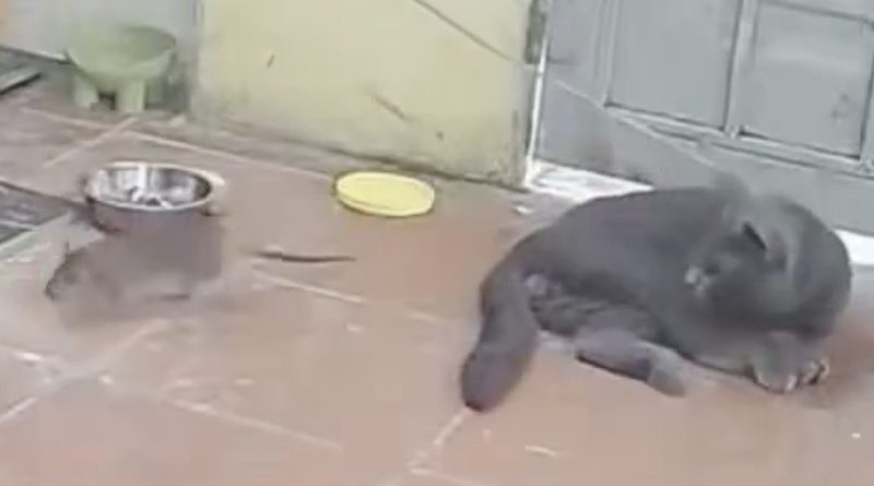 Reemplaza a su perro por un gato y consigue lo que busca (VIDEO)