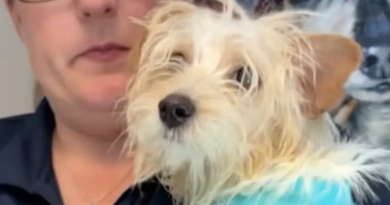 VIDEO: Detienen a una mujer acusada por la muerte de un cachorro maltés golpeado en la calle