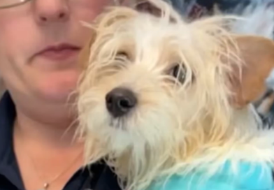 VIDEO: Detienen a una mujer acusada por la muerte de un cachorro maltés golpeado en la calle
