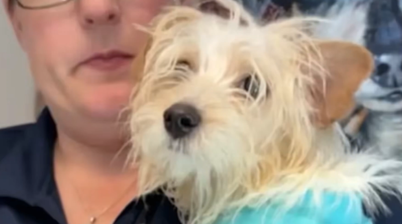 VIDEO: Detienen a una mujer acusada por la muerte de un cachorro maltés golpeado en la calle