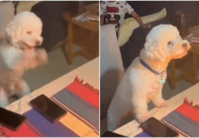 VIDEO: La tierna reacción de este perro a la celebración de su cumpleaños