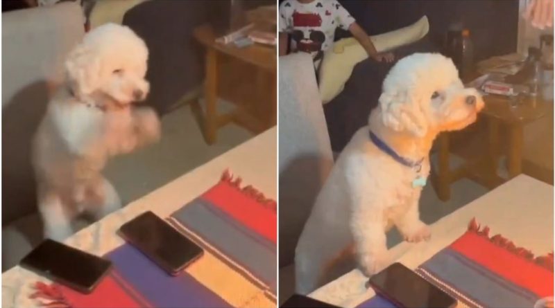 VIDEO: La tierna reacción de este perro a la celebración de su cumpleaños