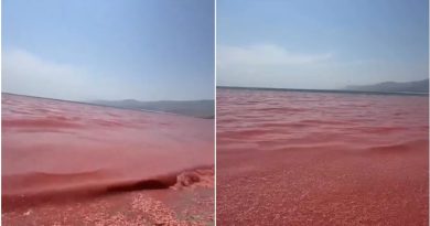 VIDEO: Una playa se transforma en una 'alfombra roja de muerte' por esta razón