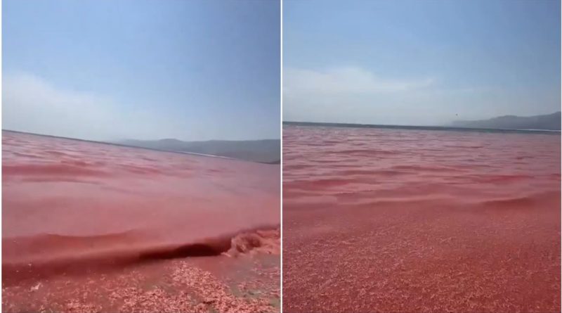 VIDEO: Una playa se transforma en una 'alfombra roja de muerte' por esta razón