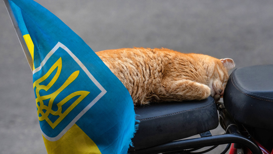 En Ucrania quieren que sus gatos dejen de maullar en ruso