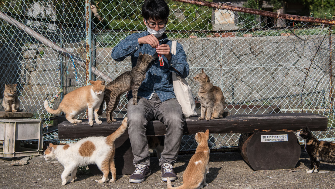 Economía felina: cómo los gatos impulsan las finanzas de este país con miles de millones
