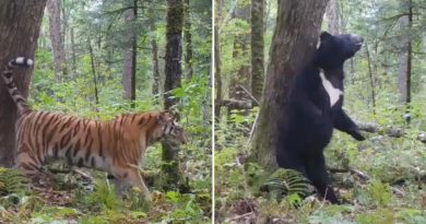 Cinco meses en segundos: la vida secreta de un bosque ruso captada por una cámara oculta (VIDEO)