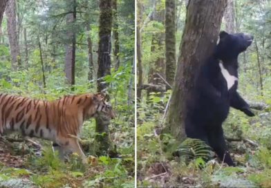 Cinco meses en segundos: la vida secreta de un bosque ruso captada por una cámara oculta (VIDEO)