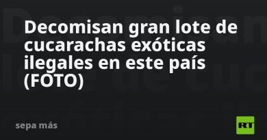 Decomisan gran lote de cucarachas exóticas ilegales en este país (FOTO)