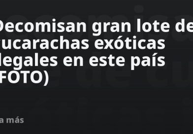 Decomisan gran lote de cucarachas exóticas ilegales en este país (FOTO)