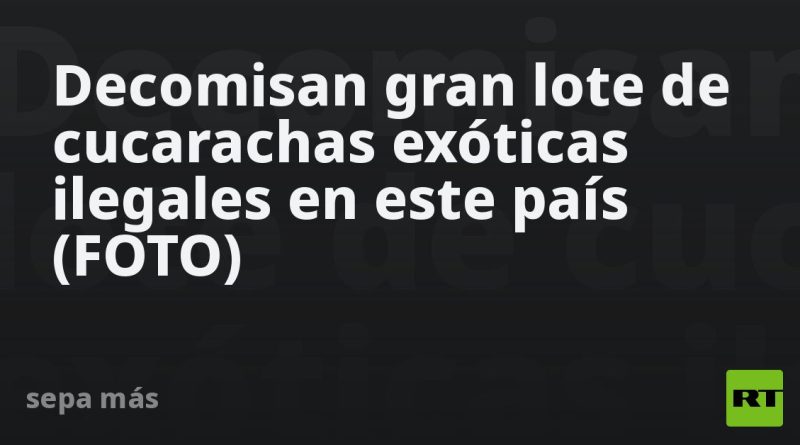 Decomisan gran lote de cucarachas exóticas ilegales en este país (FOTO)
