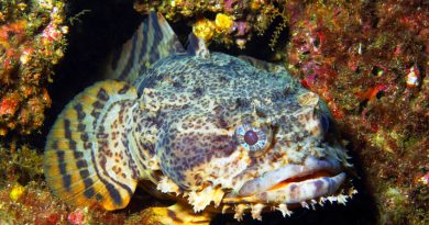Descubren 'superpoder' oculto en el intestino de los peces que transformaría el océano