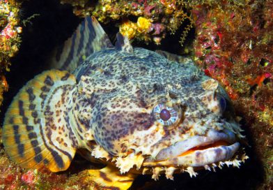 Descubren 'superpoder' oculto en el intestino de los peces que transformaría el océano