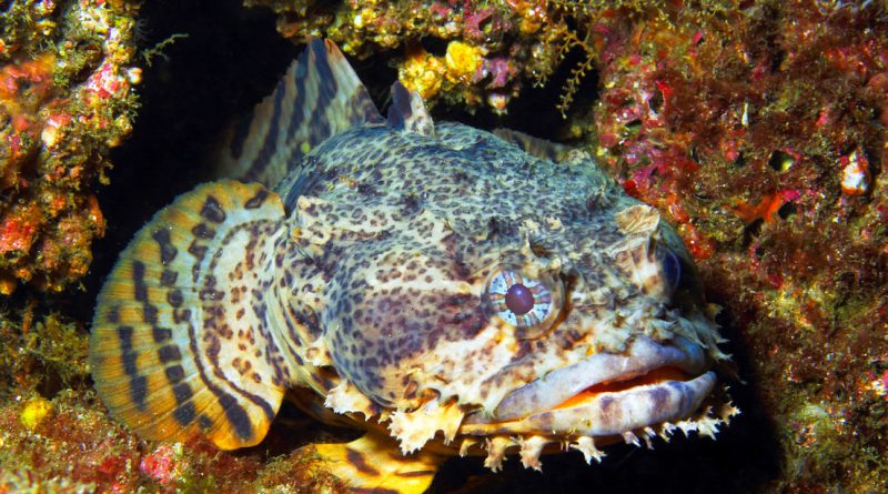 Descubren 'superpoder' oculto en el intestino de los peces que transformaría el océano
