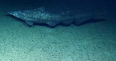 El tiburón más esquivo del mundo es captado por primera vez en su hábitat (VIDEO)