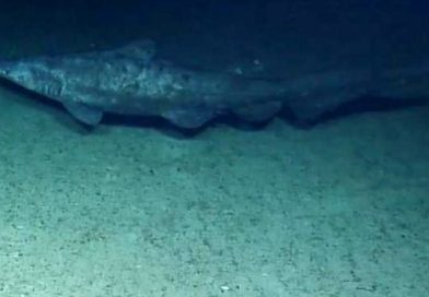 El tiburón más esquivo del mundo es captado por primera vez en su hábitat (VIDEO)