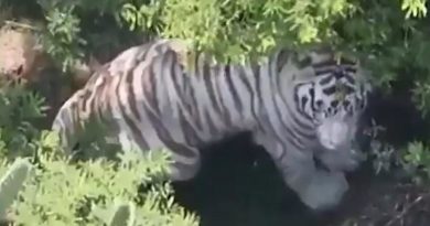 Tigre escapa de un centro de resguardo en México (VIDEO)