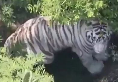 Tigre escapa de un centro de resguardo en México (VIDEO)
