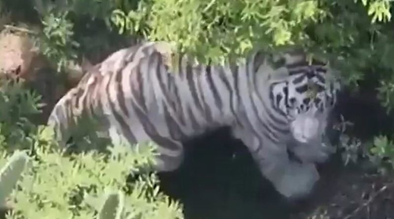 Tigre escapa de un centro de resguardo en México (VIDEO)