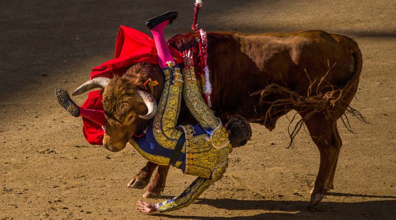 Torero Tomás Angulo, en estado "muy grave" tras recibir dos cornadas (FUERTE VIDEO)