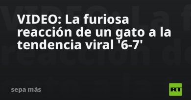 VIDEO: La furiosa reacción de un gato a la tendencia viral '6-7'