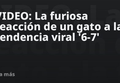 VIDEO: La furiosa reacción de un gato a la tendencia viral '6-7'