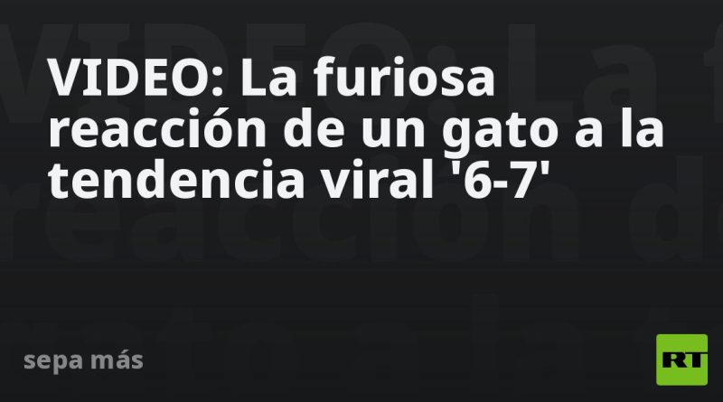 VIDEO: La furiosa reacción de un gato a la tendencia viral '6-7'