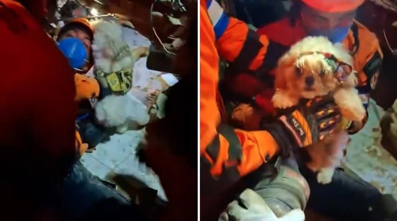 VIDEO: Misión salvadoreña rescata a mascota tras los sismos que azotaron Venezuela