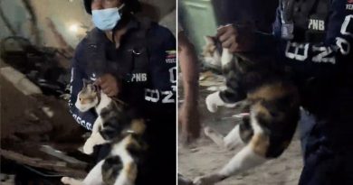 VIDEO: Salvan a una gatita de los escombros que dejó el terremoto en Venezuela