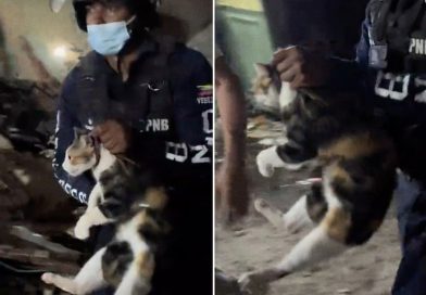 VIDEO: Salvan a una gatita de los escombros que dejó el terremoto en Venezuela