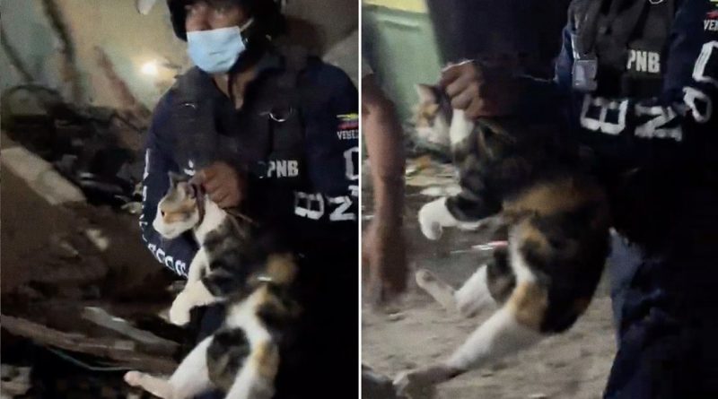 VIDEO: Salvan a una gatita de los escombros que dejó el terremoto en Venezuela