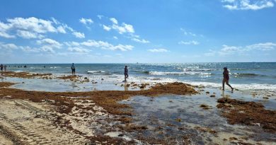 El sargazo pone en jaque el Caribe
