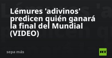 Lémures 'adivinos' predicen quién ganará la final del Mundial (VIDEO)