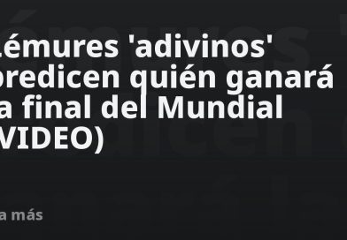 Lémures 'adivinos' predicen quién ganará la final del Mundial (VIDEO)